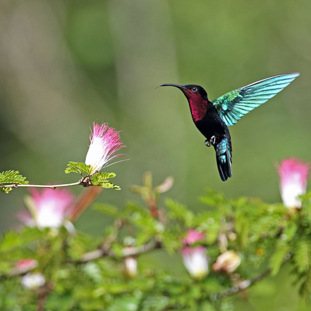 purple-throated-carib-st-lucia-636×636