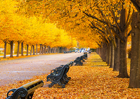 A serene image of a park in London.