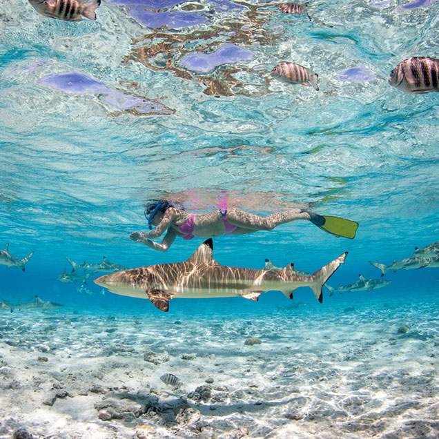 swimming-with-black-tip-sharks-in-bora-bora-636×636