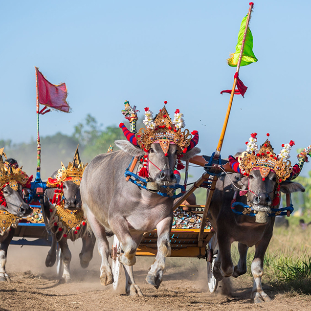 traditional-balinese-bull-race-bali-indonesia-636×636